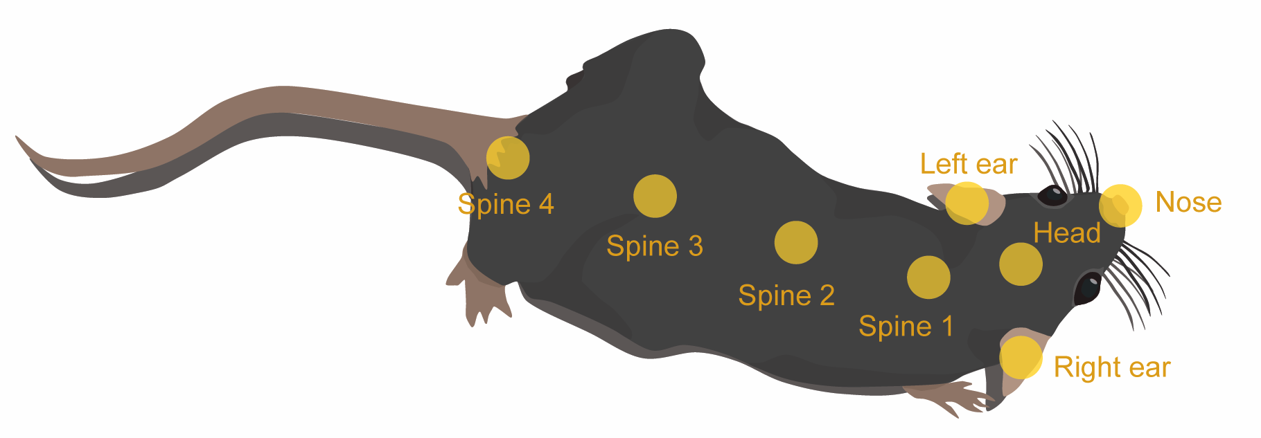 Mouse body part annotations
